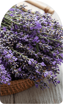 aroma_lavender