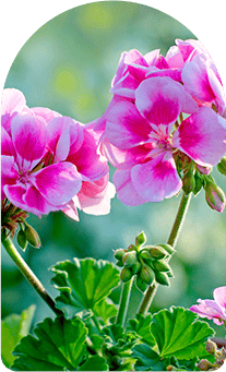 aroma_geraniums